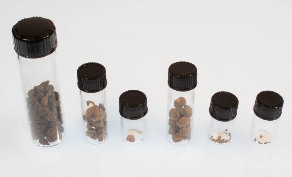 Row of six vials of varying heights containing seeds and pits of fruit.
